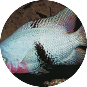 Vieja maculicauda