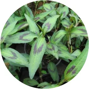 Vietnamese coriander - Plants