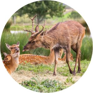 Vietnamese sika deer