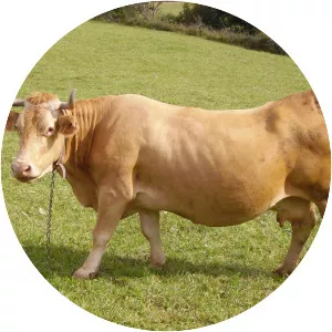 Villard de Lans cattle