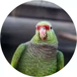 Vinaceous-breasted amazon