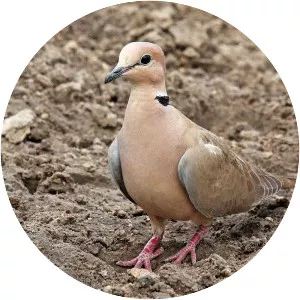 Vinaceous dove - Bird