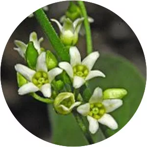 Vincetoxicum hirundinaria