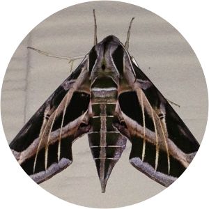 Vine sphinx