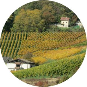 VINOGRADI HORVAT - VINEYARDS HORVAT