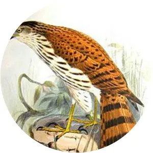 Vinous-breasted sparrowhawk