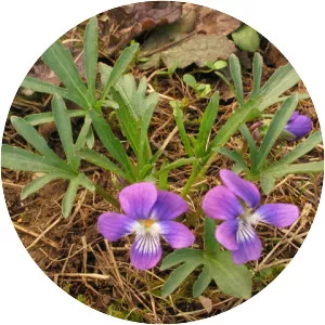 Viola egglestonii