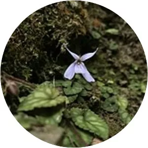 Viola formosana