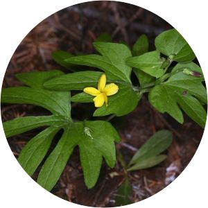 Viola lobata