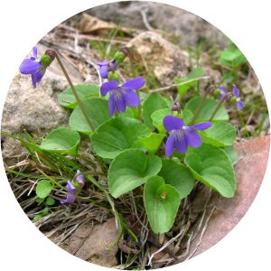 Viola nephrophylla