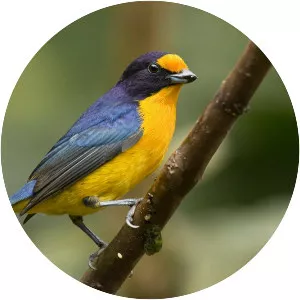 Violaceous euphonia