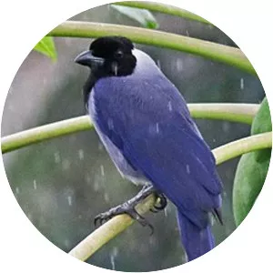 Violaceous jay