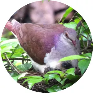 Violaceous quail-dove - Bird
