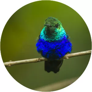 Violet-bellied hummingbird