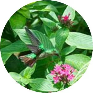 Violet-capped hummingbird - 