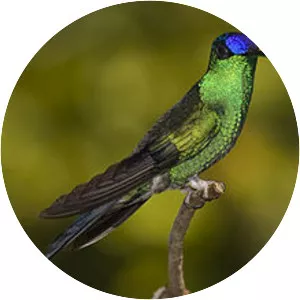 Violet-capped woodnymph