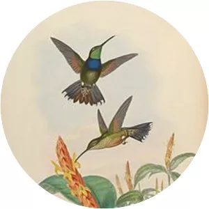 Violet-chested hummingbird