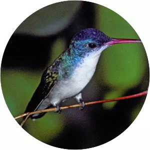 Violet-crowned hummingbird