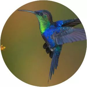 Violet-crowned woodnymph