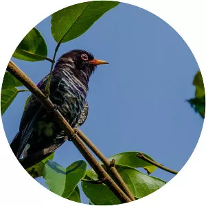 Violet cuckoo - Birds