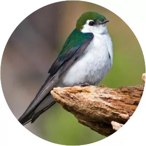 Violet-green swallow