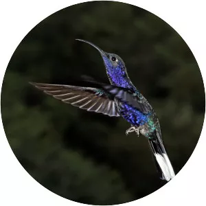 Violet sabrewing