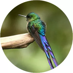 Violet-tailed sylph