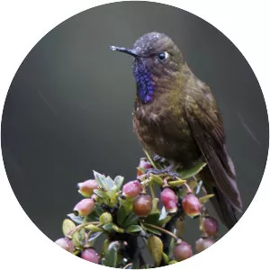 Violet-throated metaltail