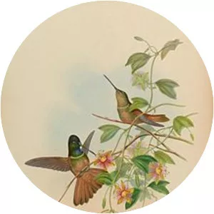 Violet-throated starfrontlet