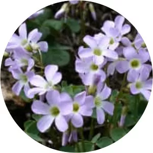 Violet wood-sorrel