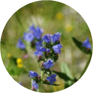 Viper's-bugloss - Plants