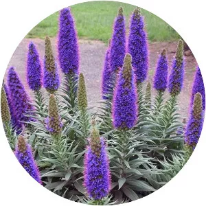 Viper's-buglosses - Plants