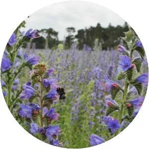 Viper'sbugloss