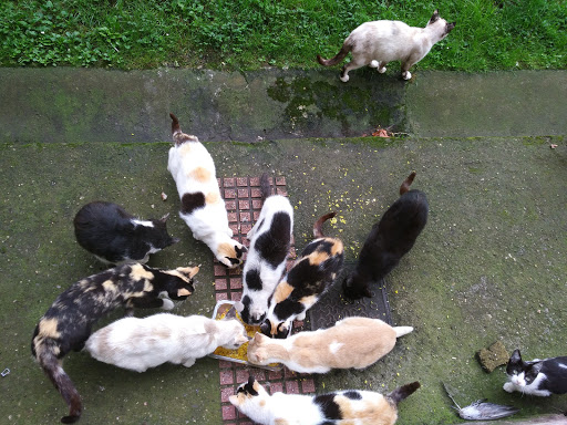 Virgen de La Soledad - Residents association in Spain