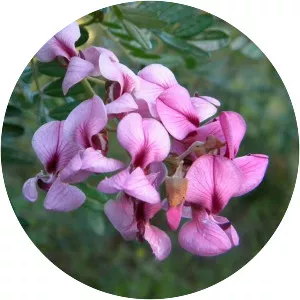 Virgilia divaricata