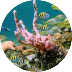 Virgin Islands Coral Reef National Monument - National monument in the United States Virgin Islands