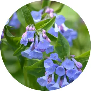 Virginia bluebells - Plants