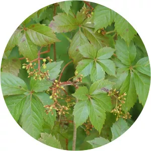 Virginia creeper - Plant