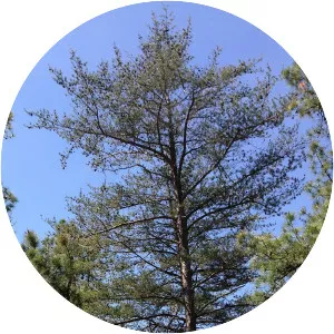 Virginia pine photograph