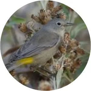 Virginia's warbler