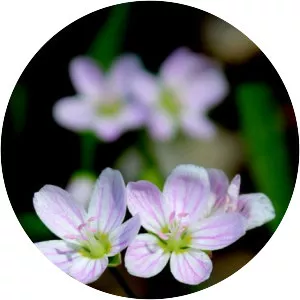 Virginia spring beauty - 