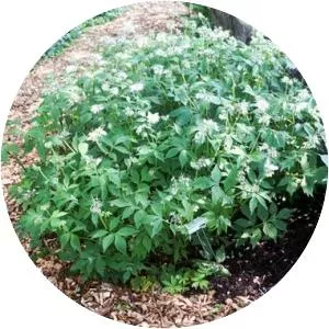 Virginia waterleaf - Plants