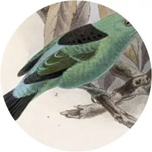Viridian dacnis