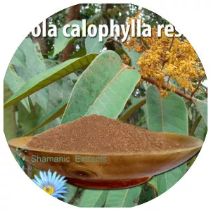 Virola calophylla
