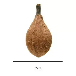 Virola elongata - Plants