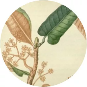 Virola sebifera - Plants