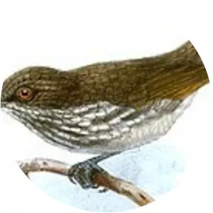 Visayan pygmy babbler - 