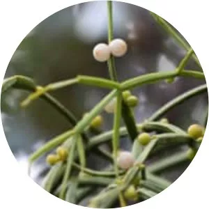 Viscum articulatum - Plants