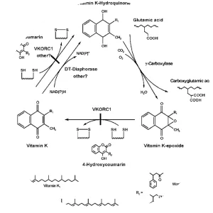 Vitamin K epoxide reductase - Protein