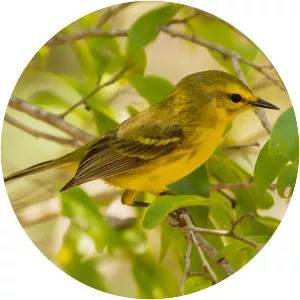 Vitelline warbler